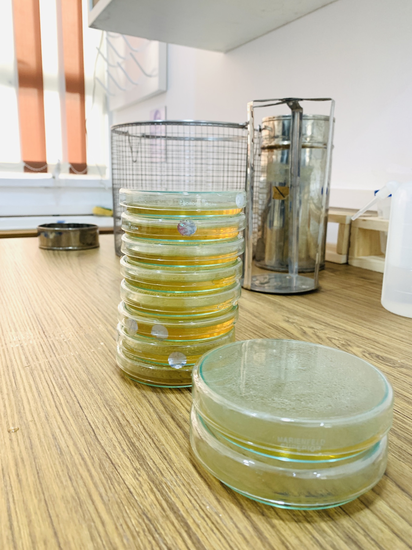 Prepared culture plates documenting laboratory analysis