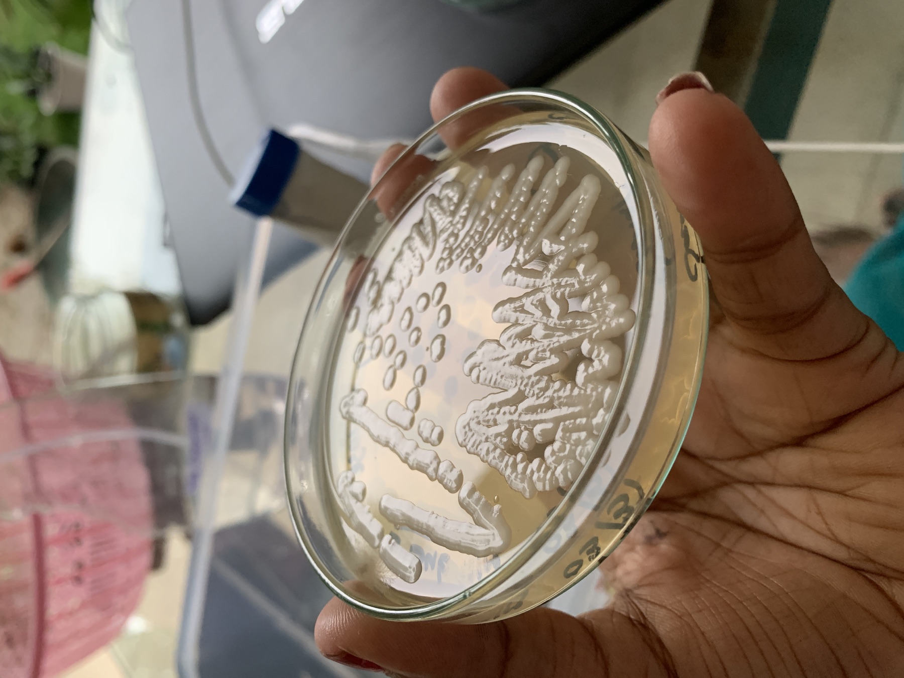 Microbial culture plate representing scientific research and evidence synthesis