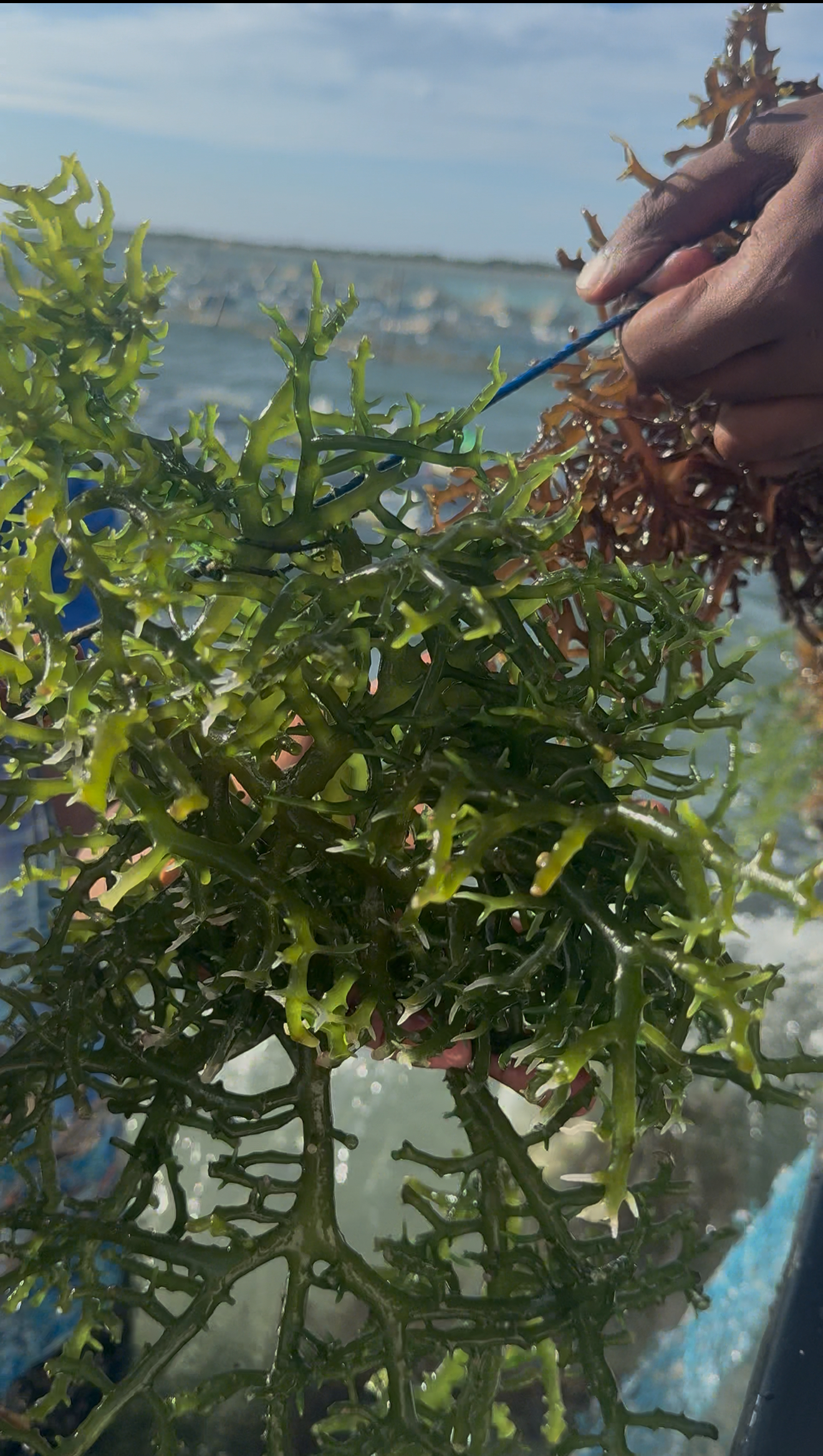 Fresh seaweed selected during biomaterial research